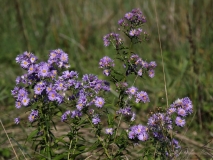 2016_10_03 L69A5039 Michaelmas Daisy, Aster sp