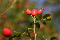 2016_10_03 L69A5043 Hips of Field Rose, Rosa arvensis