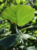 2016_10_03 L69A5053 Hazel Leaves and Catkins