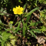 2016-04-20 L69A7989 Goldilocks Buttercup, Ranunculus auricomus, Madresfield