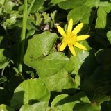 2016-04-20 L69A7999 Lesser Celandine, Ficaria verna, Madresfield