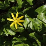 2016-04-20 L69A8001 Lesser Celandine, Ficaria verna, Madresfield