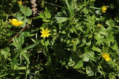 2016-04-20 L69A8004 Goldilocks Buttercup, Ranunculus auricomus, and Lesser Celandine, Ficaria verna, Madresfield