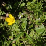 2016-04-20 L69A8006 Goldilocks Buttercup, Ranunculus auricomus, Madresfield