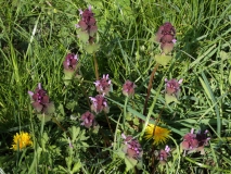 2016-04-20 L69A8022 Red Dead-Nettle, Lamium purpureum, Madresfield