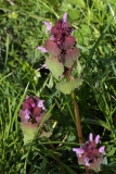 2016-04-20 L69A8023 Red Dead-Nettle, Lamium purpureum, Madresfield