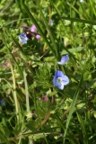 2016-04-20 L69A8027 Speedwell, Veronica sp, Madresfield