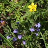 2016-04-20 L69A8031 Goldilocks Buttercup, Ranunculus auricomus, and Ground Ivy, Glechoma hederacea, Madresfield