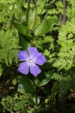 2016-04-20 L69A8034 Greater Periwinkle, Vinca major, Madresfield