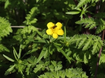 2016-04-20 L69A8038 Goldilocks Buttercup, Ranunculus auricomus, among Cow Parsley, Anthriscus sylvestris, Madresfield