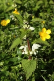 2016-04-20 L69A8049 Goldilocks Buttercup, Ranunculus auricomus, and White Dead-Nettle, Lamium album, Madresfield