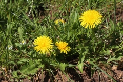 2016-04-20 L69A8051 Dandelions, Taraxacum sp, Madresfield