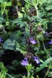 2016-04-20 L69A8057 Ground Ivy, Glechoma hederacea, Madresfield