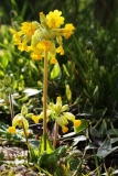 2016-04-24 L69A8074 Cowslip, Primula veris, Lower Howsell