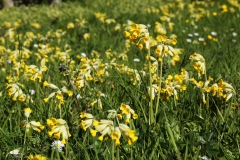 2016-05-04 L69A8648 Cowslips, Primula veris, Lower Howsell