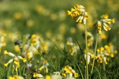 2016-05-04 L69A8649 Cowslips, Primula veris, Lower Howsell