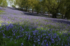 2016-05-08 L69A8688 Bluebells on Black Hill