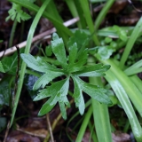 2016_04_15 L69A7829 Leaf of Goldilocks Buttercup, Ranunculus auricomus