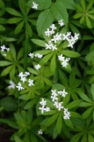 2016-05-23 L69A0007 Bedstraw, Galium sp