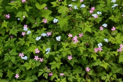 2016-05-23 L69A0010 Herb Robert, Geranium robertianum, and Forget-Me-Not, Myosotis sp