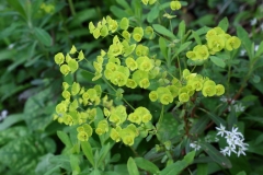 2016-05-23 L69A0012 Spurge, Euphorbia sp