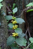 2016-05-23 L69A0015 Yellow Rattle, Rhinanthus minor