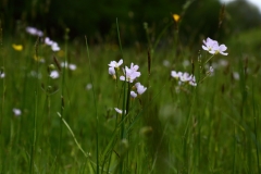 2016-05-23 L69A0017 Cuckoo Flower, Cardamine pratensis