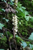 2016-05-23 L69A0019 Toothwort, Lathraea squamaria