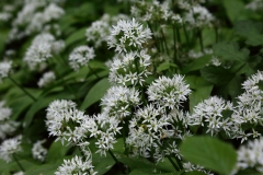 2016-05-23 L69A0020 Ramsons, Allium ursinum