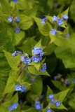 2016-05-23 L69A9997 Green Alkanet, Pentaglottis sempervirens