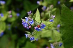 2016-05-23 L69A9999 Green Alkanet, Pentaglottis sempervirens