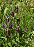 2016-06-27 L69A1418 Self Heal, Prunella vulgaris