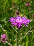 2016-06-27 L69A1421 Common Knapweed, Centaurea nigra