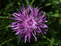 2016-06-27 L69A1435 Common Knapweed, Centaurea nigra