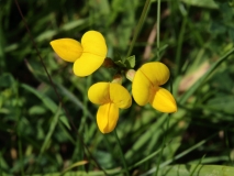 2016-06-27 L69A1438 Common Birds Foot Trefoil, Lotus corniculatus