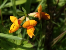 2016-06-27 L69A1440 Orange Variety of Common Birds Foot Trefoil, Lotus corniculatus