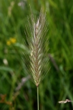 2016-06-27 L69A1447 Barley-like Grass