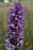 2016-06-27 L69A1460 Early Purple Orchid, Orchis mascula