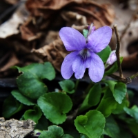 2017-03-27 L69A8142 Dog Violet, Viola sp