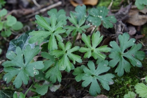 2017-03-27 L69A8144 Leaves of Goldilocks Buttercup, Ranunculus auricomus