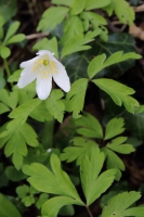 2017-03-27 L69A8150 Wooden Anemone, Anemone nemorosa