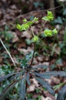 2017-03-27 L69A8155 Wood Spurge, Euphorbia amygdaloides