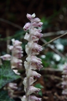 2017-03-27 L69A8157 Toothwort, Lathraea squamaria