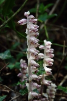 2017-03-27 L69A8160 Toothwort, Lathraea squamaria