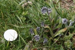 2017-04-24 Changing Forget-Me-Not, Myosotis discolor