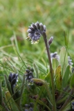 2017-04-24 Changing Forget-Me-Not, Myosotis discolor