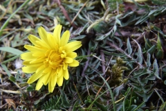 2017-04-24 Dwarf Dandelion, Taraxacum erythrospermum with Leaves