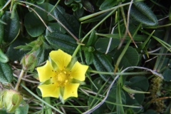 2017-04-24 Spring Cinquefoil, Potentilla tabernaemontani