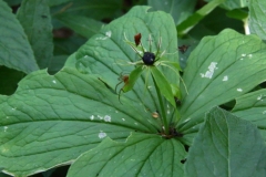 2017-05-22 Herb Paris, Paris quadrifolia