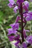 2017-05-22 Early-purple Orchid, Orchis mascula